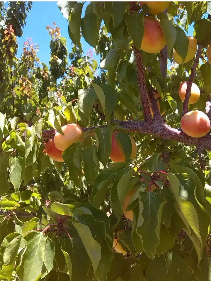 روستا پسندویه باغ با درختان ثمری و سهمیه آب|فروش زمین و ملک کلنگی|کوهبنان, |دیوار