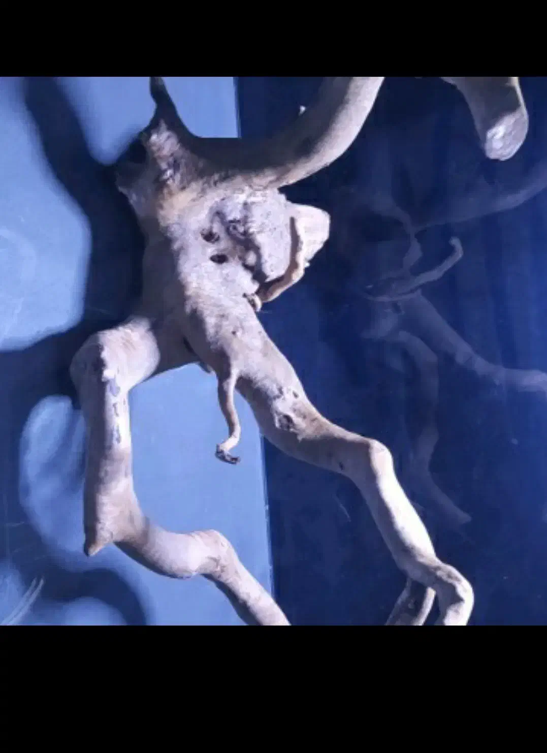 چوب ابنوس|ماهی|کرج, شهرک جهازیها|دیوار