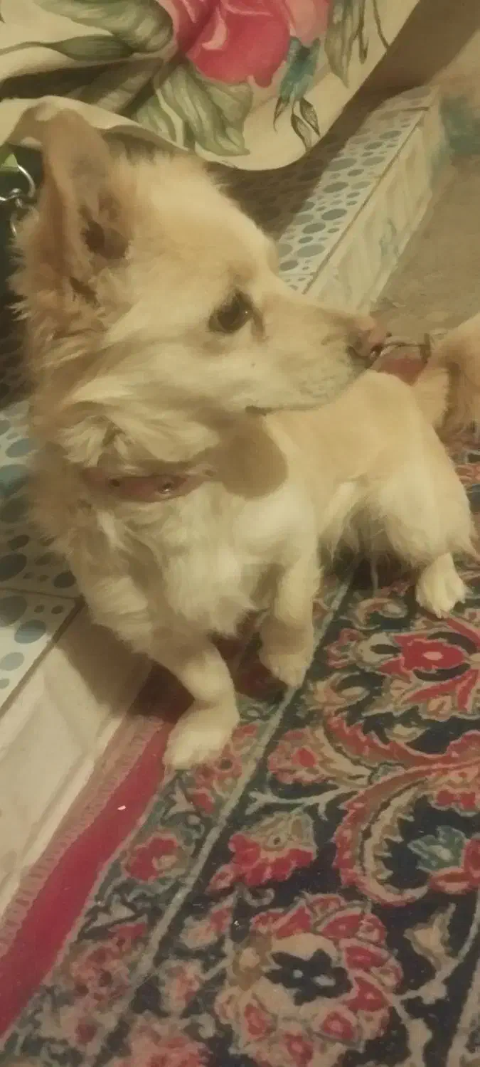 سگ اشپیتزسایز کوچک|سگ|بم, |دیوار