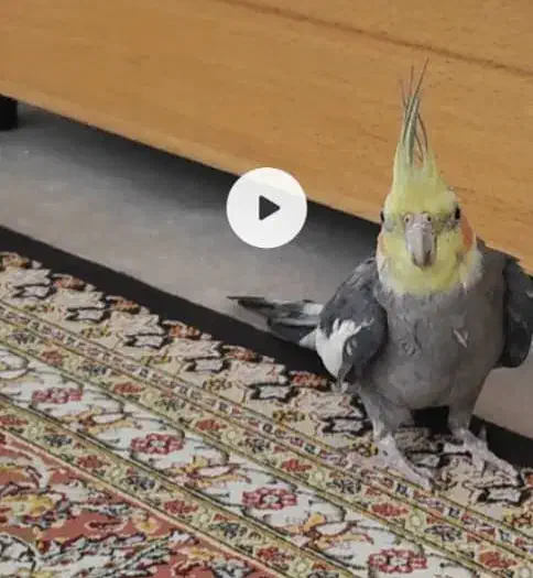 گمشده گم شده عروس سمت باهنر|حیوانات|شیراز, جانبازان|دیوار