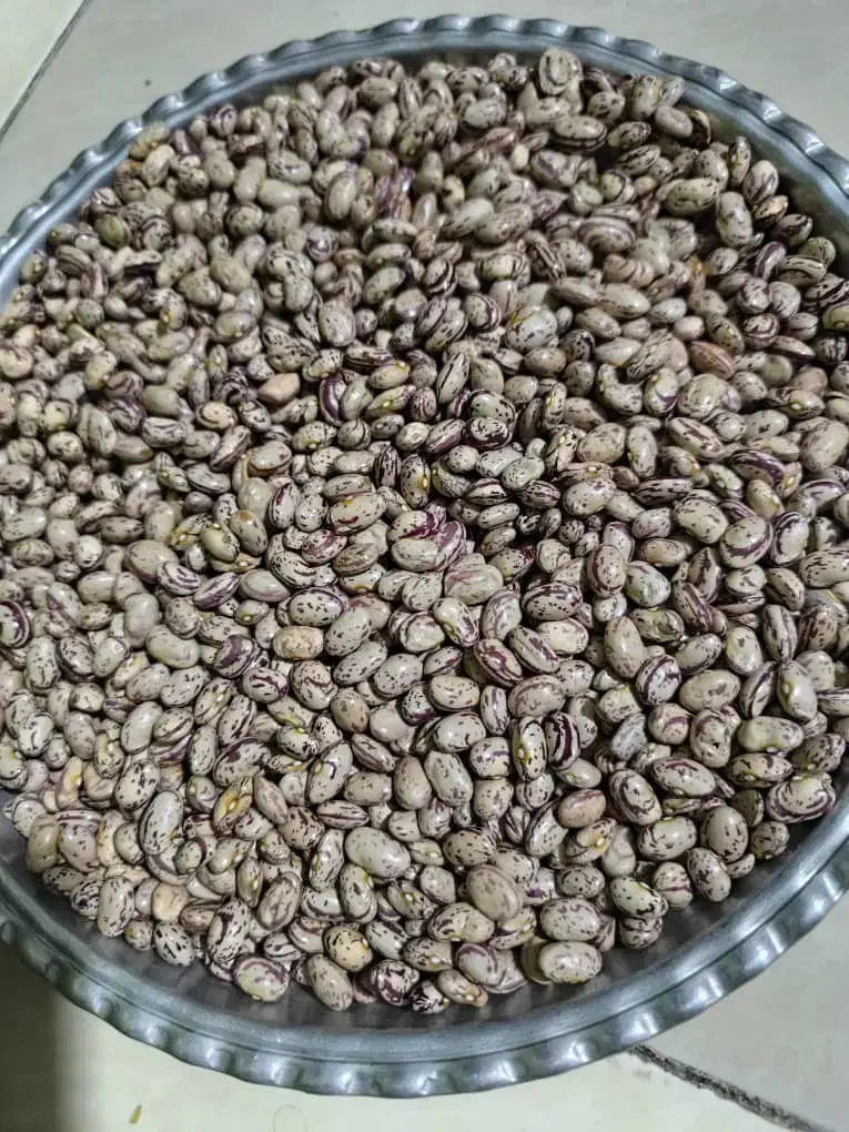 لوبیا چیتی|خوردنی و آشامیدنی|فولادشهر, B4|دیوار