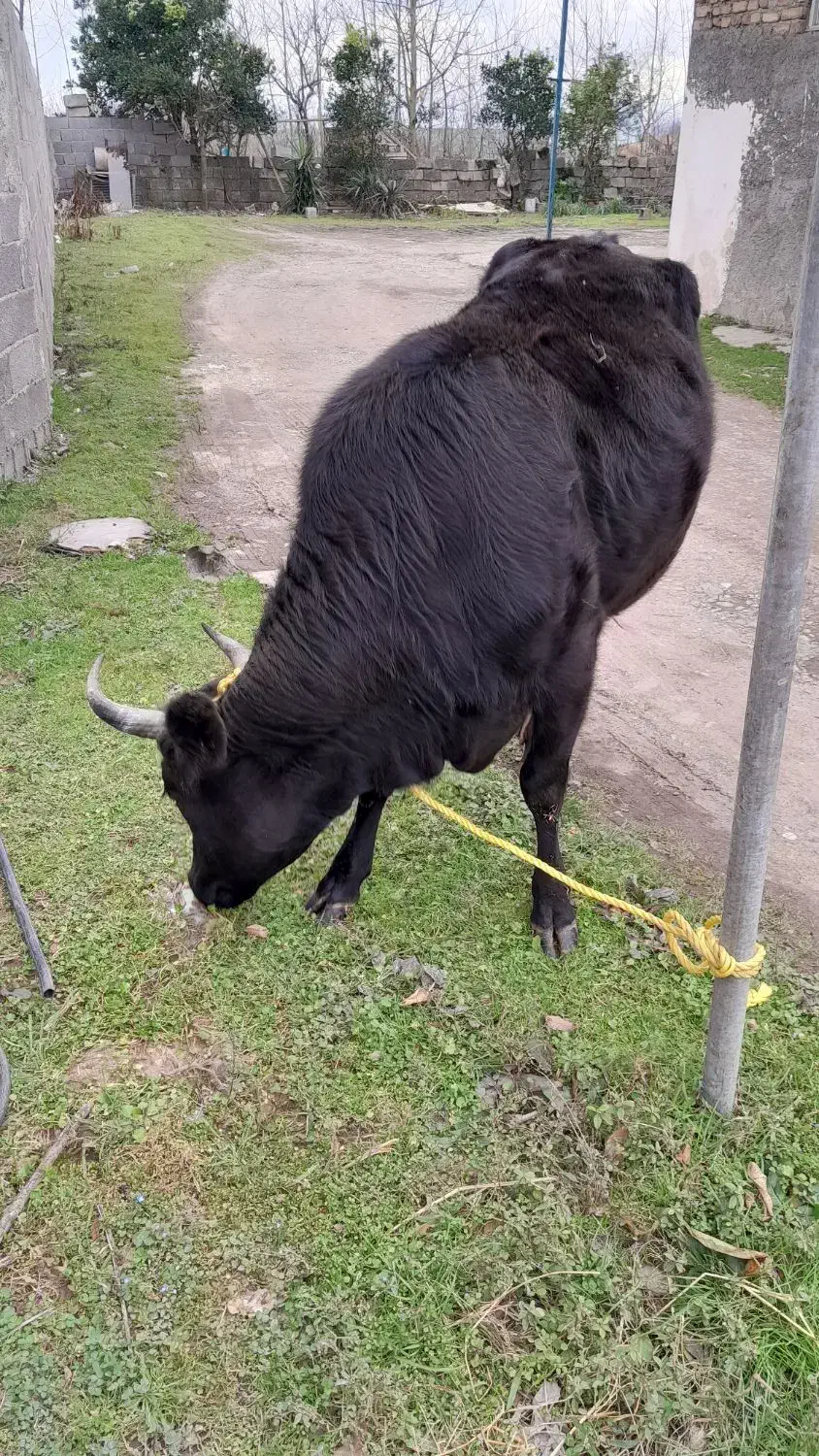 گاو فروشی|حیوانات مزرعه|رشت, نامجو|دیوار