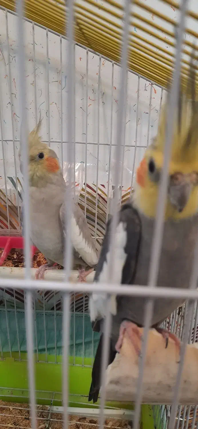 عروس هلندی نر وماده سالم|پرنده|اردبیل, |دیوار