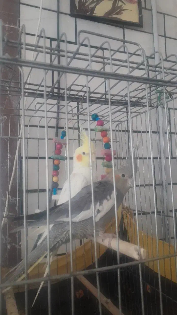 ۳عدد عروس هلندی سالم با لوازم|پرنده|اسدآباد, |دیوار