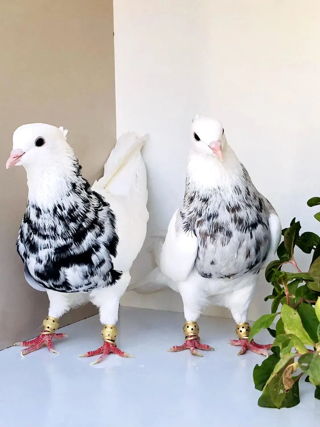 کبوتر طوقی|پرنده|سوسنگرد, |دیوار