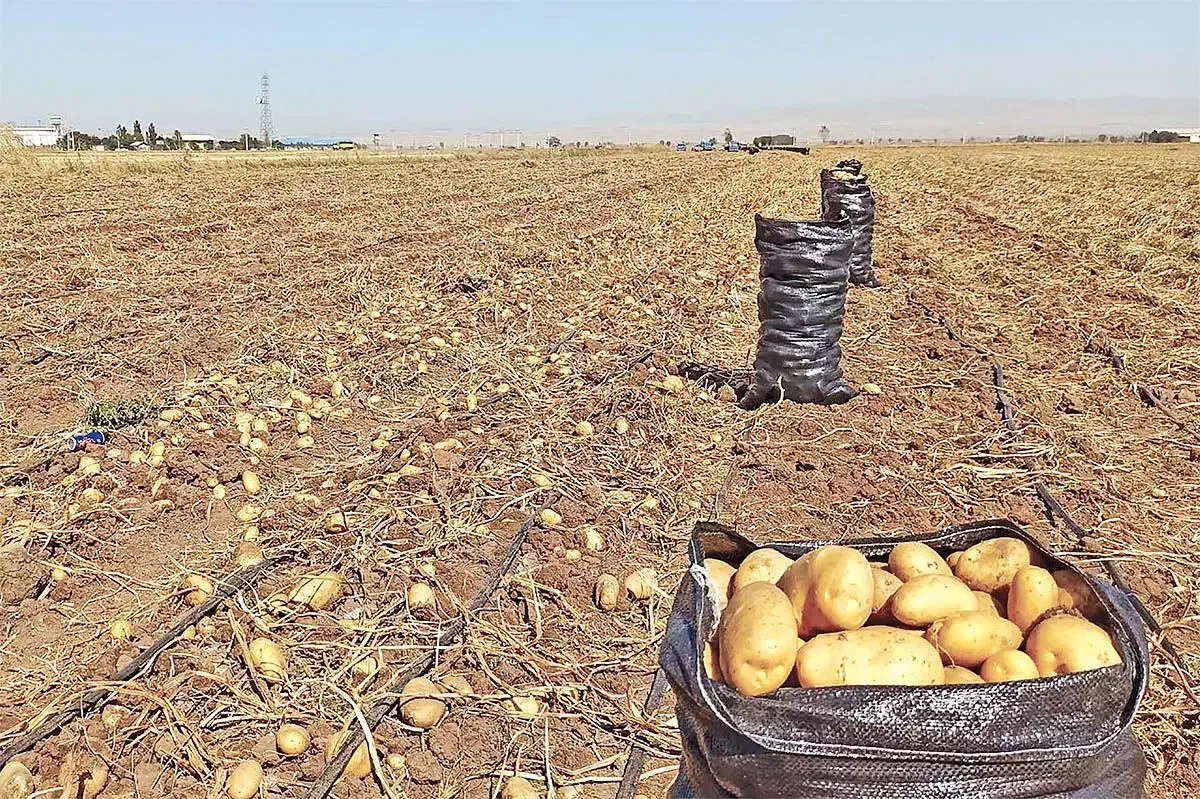 سرکارگر|خدمات باغبانی و درختکاری|کرمانشاه, |دیوار