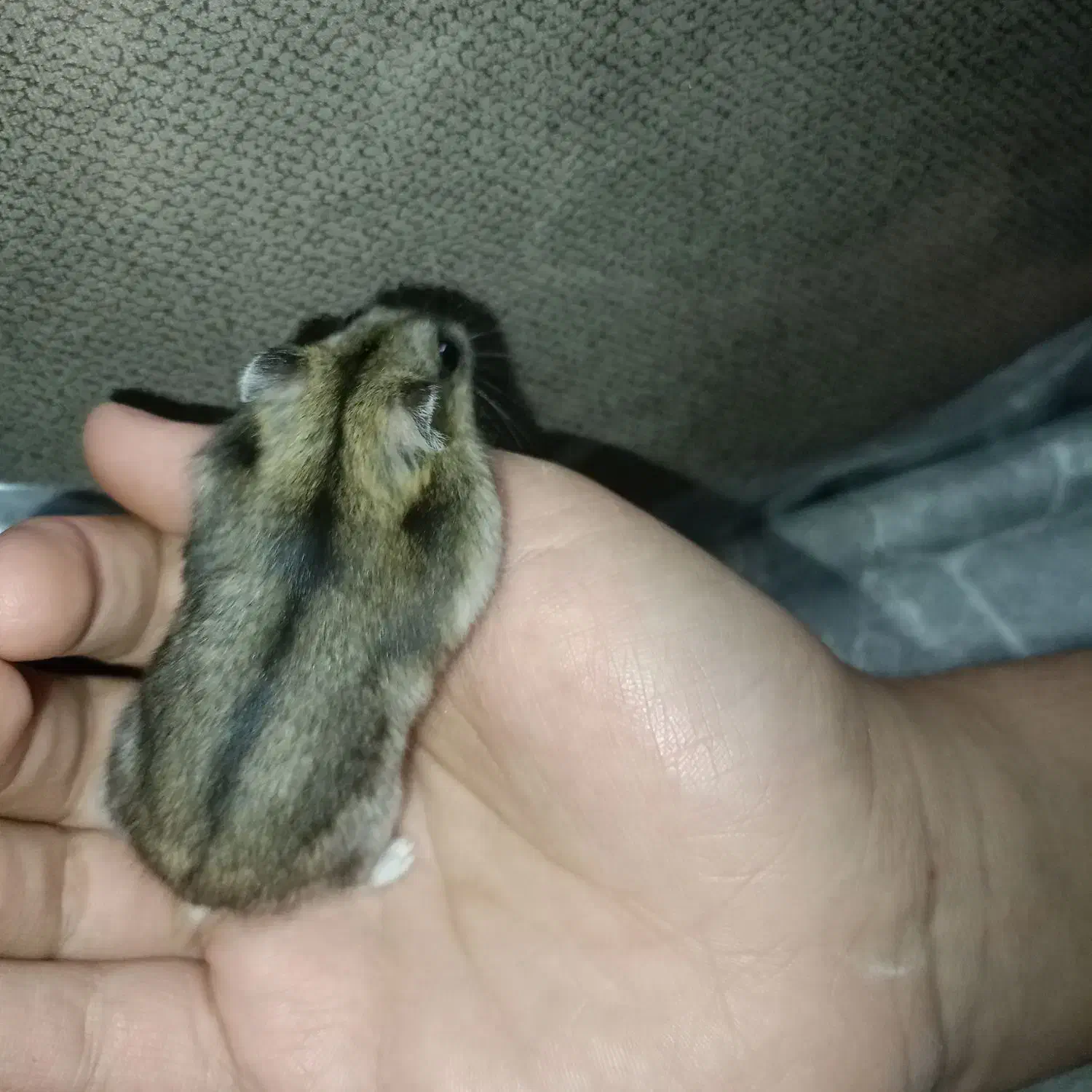 یک عدد همستر|موش و خرگوش|کرمان, |دیوار