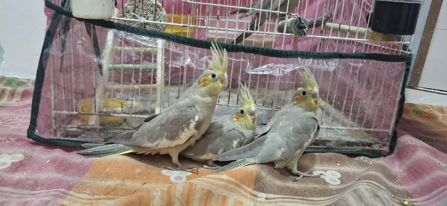 جوجه عروس هلندی|پرنده|قوچان, |دیوار