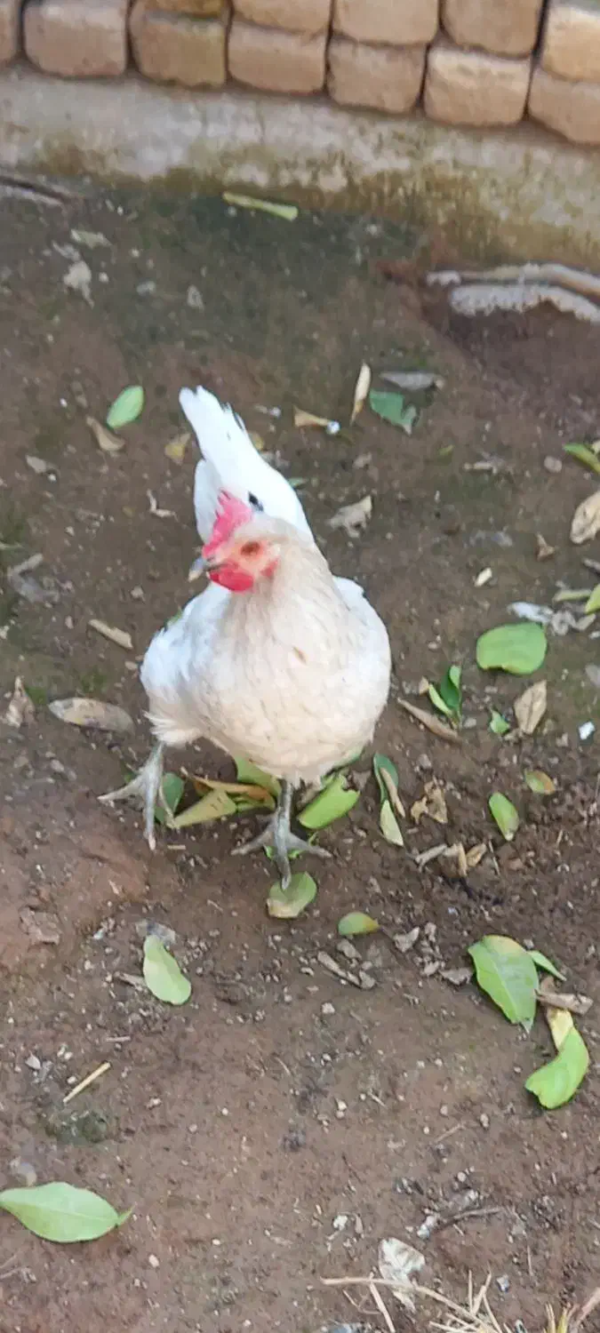 مرغ، خروس|حیوانات مزرعه|یزد, |دیوار