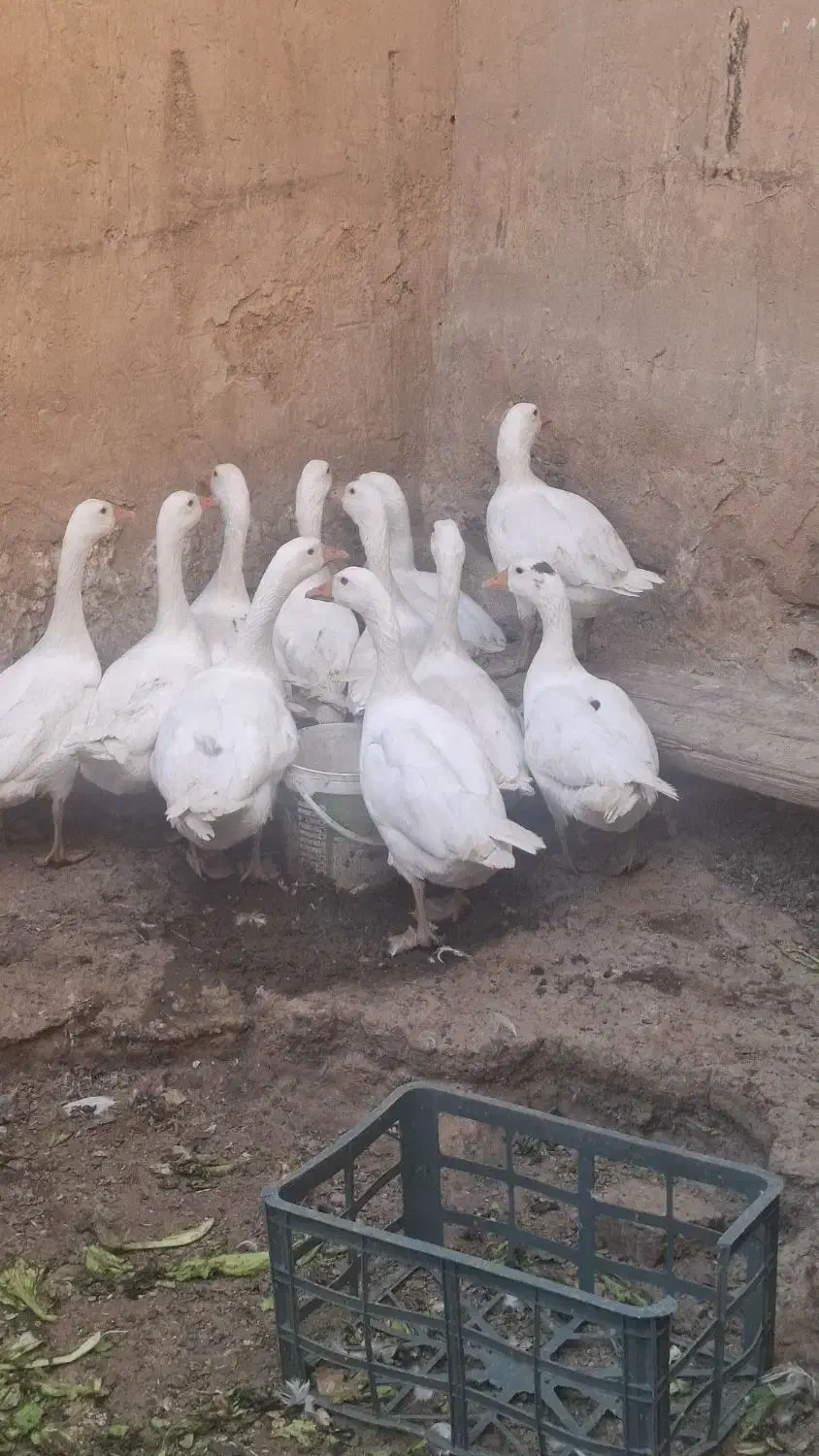 ۹ عدد غاز یکساله|حیوانات مزرعه|اسدآباد, |دیوار