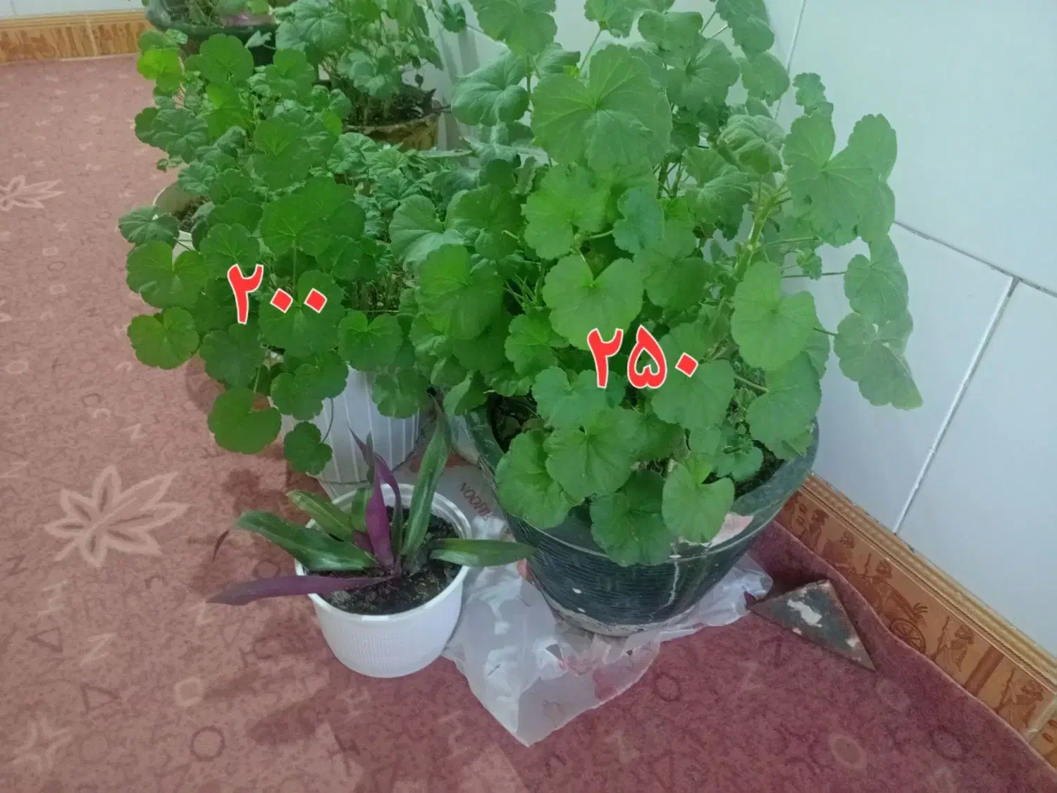 گل شمعدانی|گل و گیاه طبیعی|ملایر, |دیوار