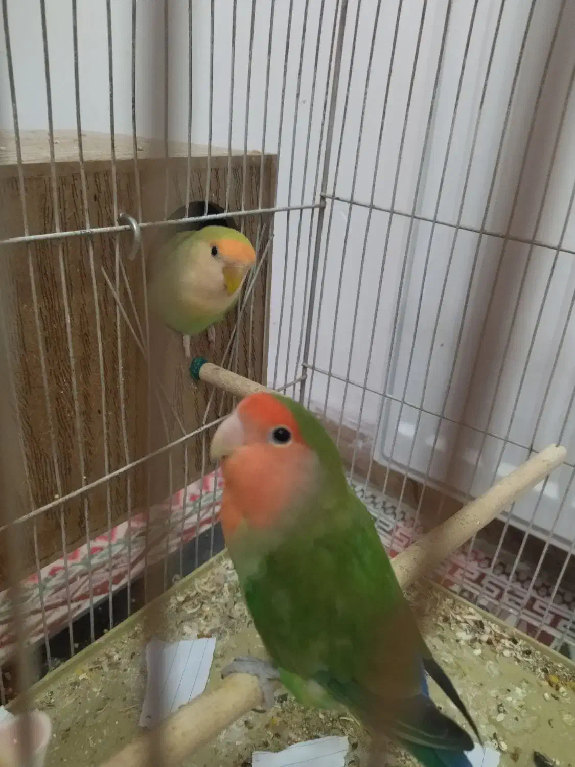 جفت طوطی کوتوله|پرنده|زرند, |دیوار