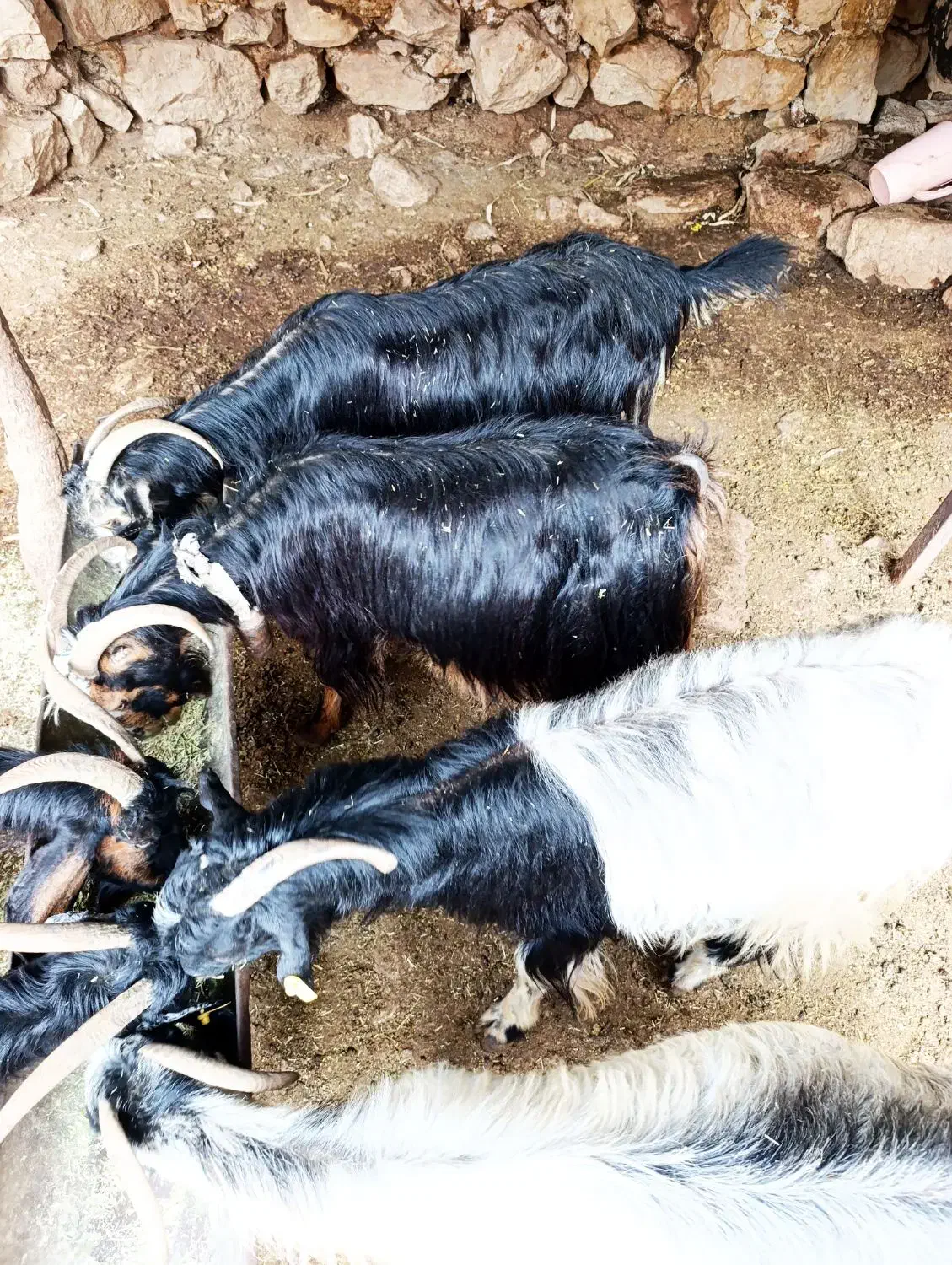 بز آبستن|حیوانات مزرعه|دهدشت, |دیوار