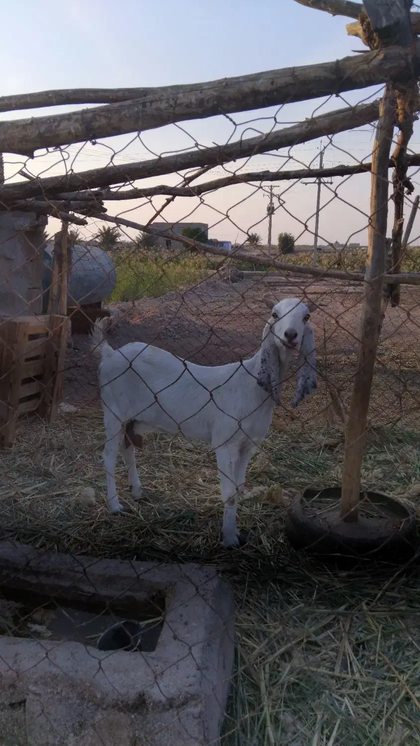 بز افغانی|حیوانات مزرعه|خرمشهر, |دیوار