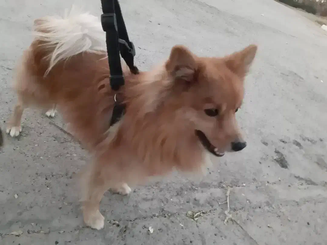 سگ ماده|سگ|تهران, بوستان سرخه حصار|دیوار