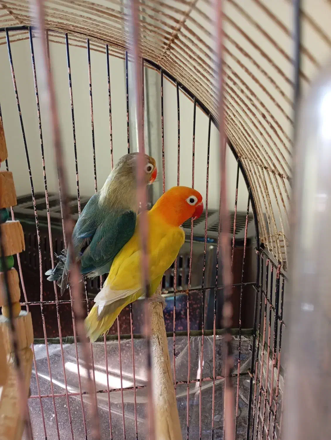 کوتوله برزیلی/ طوطی برزیلی/ فیشر/ رنگ خاص|پرنده|قم, پردیسان|دیوار