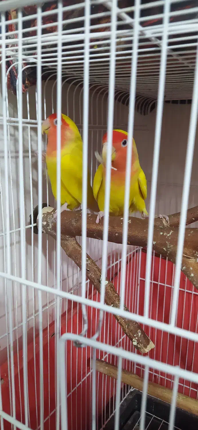 طوطی برزیلی|پرنده|فردیس, فردیس|دیوار