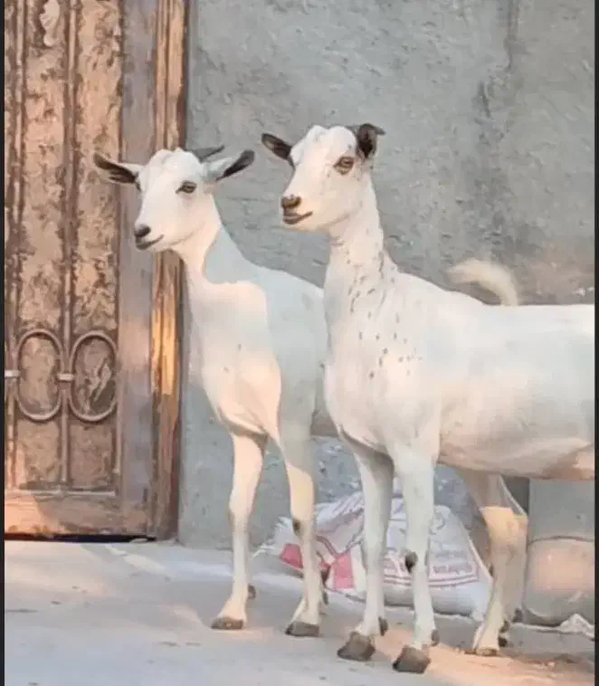 بز دوعدد هر دو ابستن|حیوانات مزرعه|بندرعباس, |دیوار