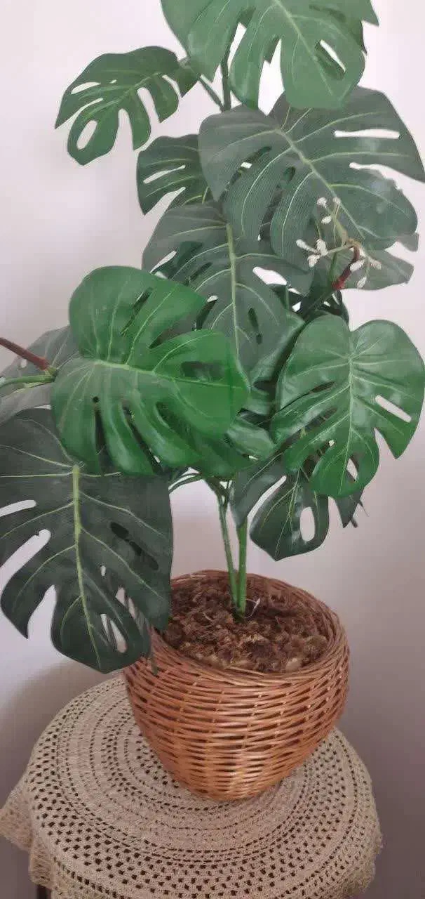 درختچه کوچک|گل مصنوعی|دزفول, |دیوار