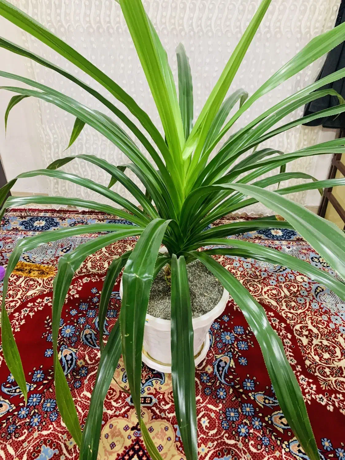 گل بزرگ|گل و گیاه طبیعی|بانه, |دیوار