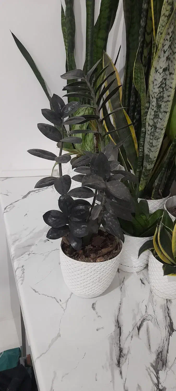 گل زاموفیلیا|گل و گیاه طبیعی|خشکبیجار, |دیوار