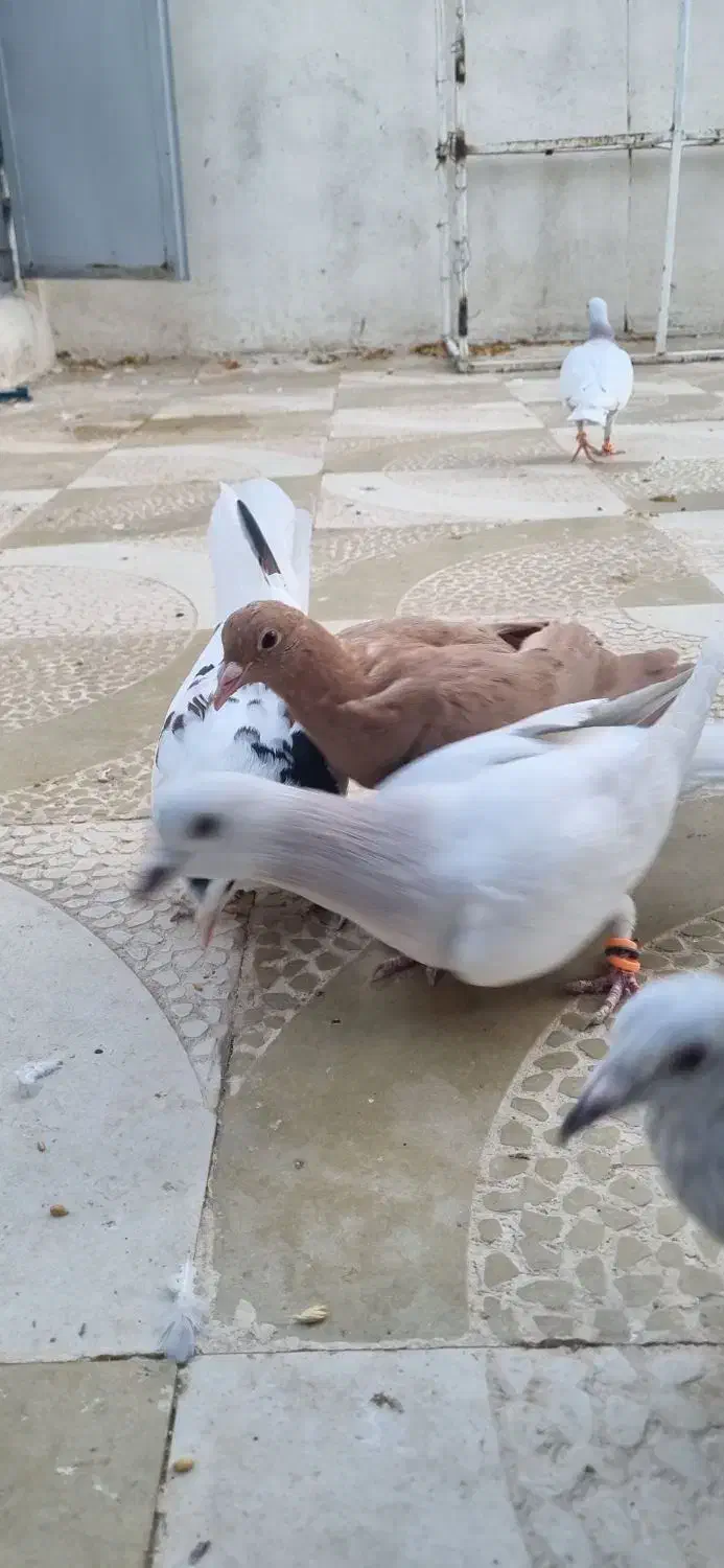 کرمونی شکلاتی|پرنده|تربتحیدریه, رباط سفلی|دیوار