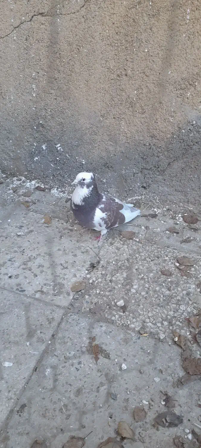 کبوتر گرگی|پرنده|سامن, |دیوار