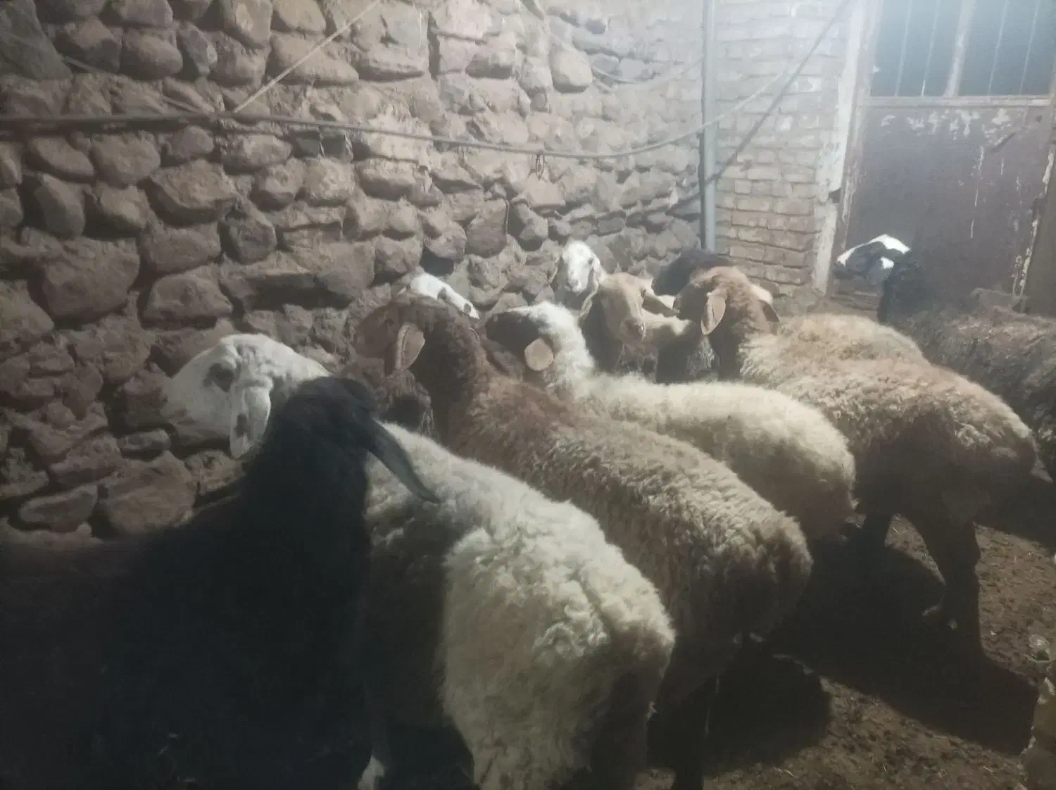 میش گله ای درشت فروشی|حیوانات مزرعه|سده (خراسان جنوبی), |دیوار