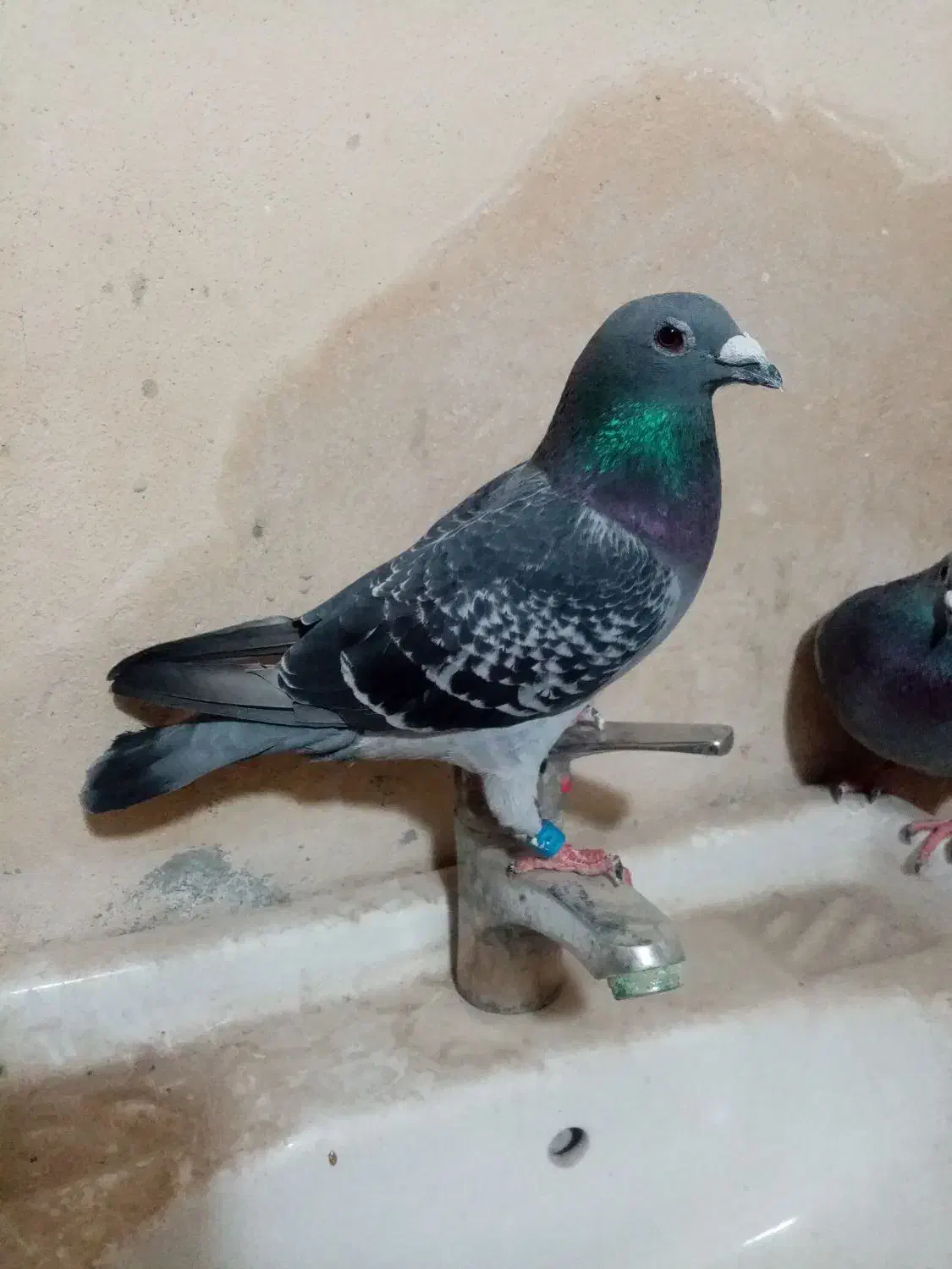 المانی|پرنده|رامیان, |دیوار