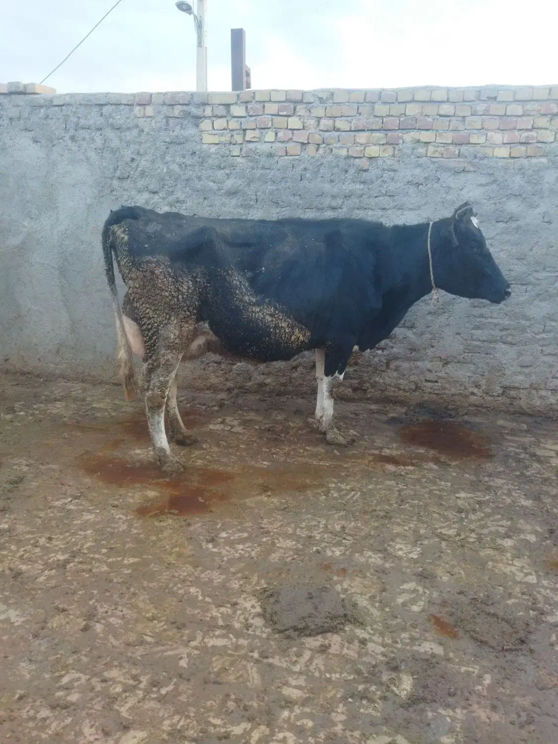 گاو شیری|حیوانات مزرعه|قزوین, |دیوار