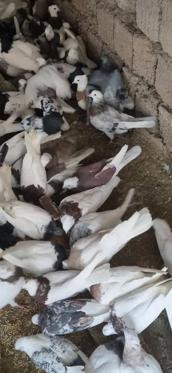 کبوتر طوقی و رنگی|پرنده|مبارکه, |دیوار