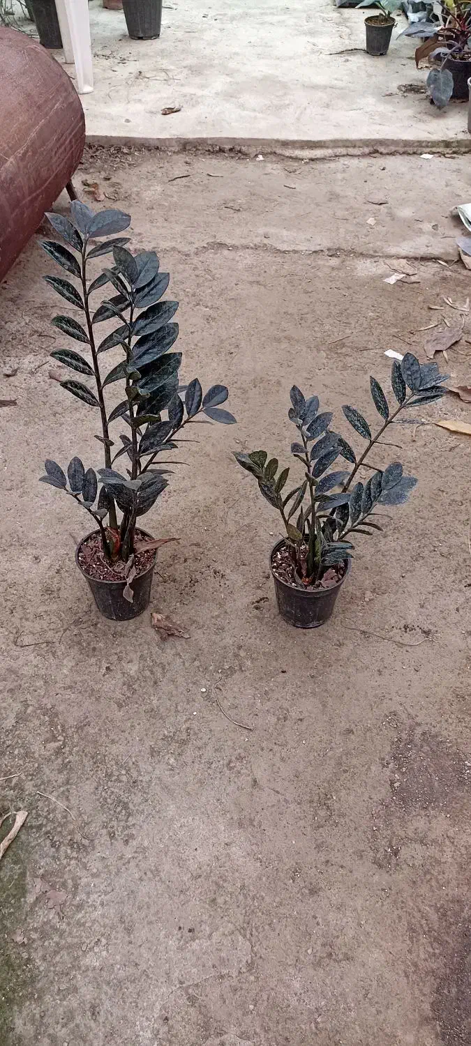 زاموفیلیا بلک،|گل و گیاه طبیعی|اسالم, |دیوار