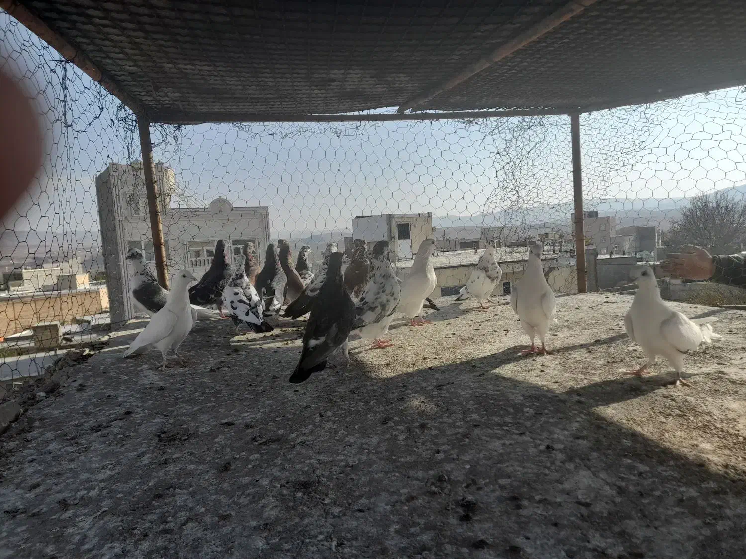 فروش کفتر خوب به شرت میدم|پرنده|نیر (اردبیل), |دیوار