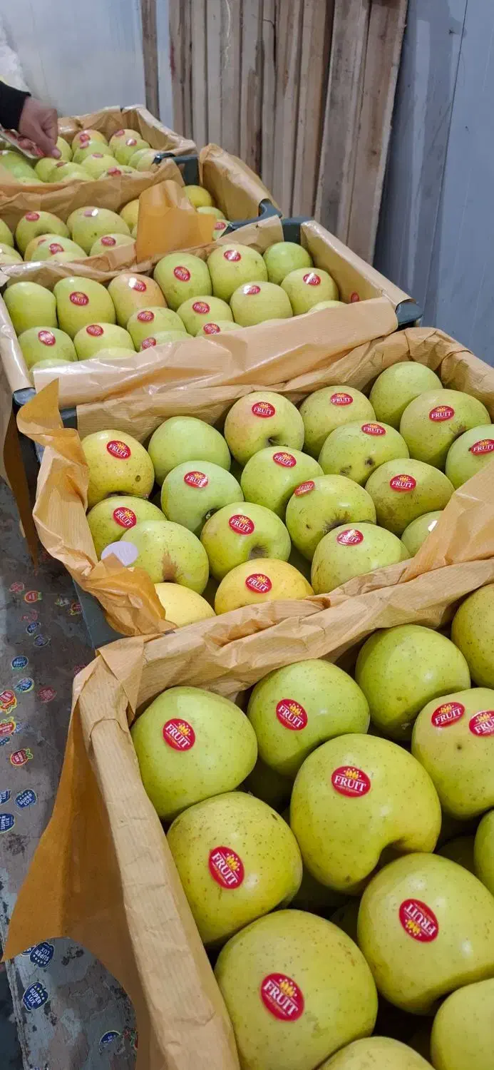 سیب قرمز و سفید|خدمات باغبانی و درختکاری|محمدبار, |دیوار