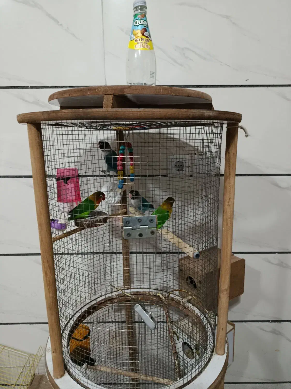 کوتوله برزیلی|پرنده|شاهین‌شهر, نسیم ۵|دیوار