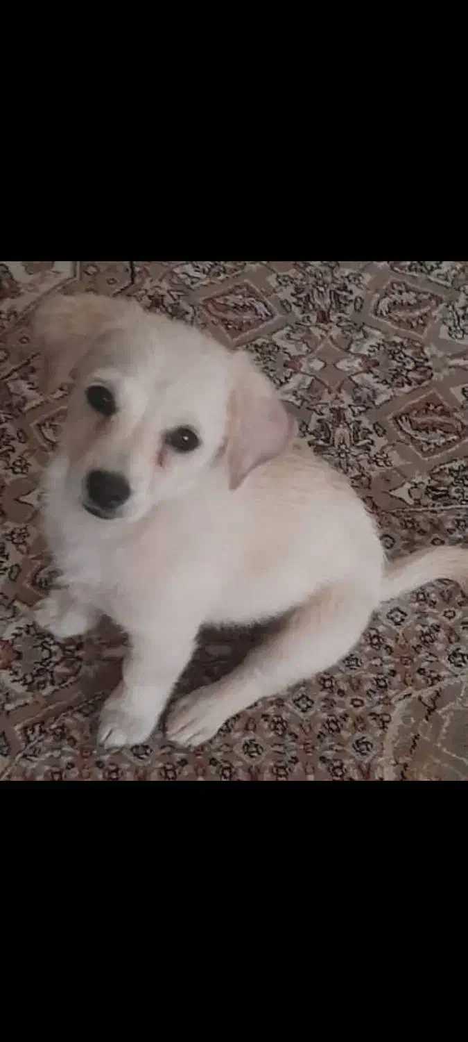 سگ گمشده|سگ|قدس, شهرقدس|دیوار