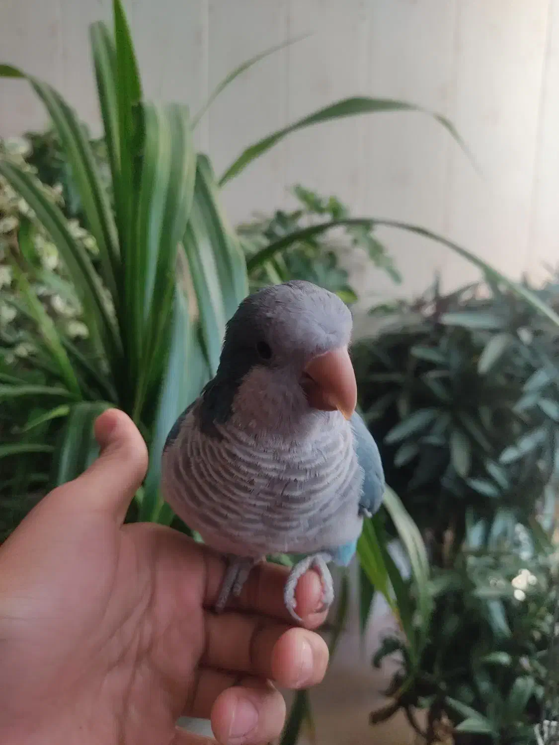 طوطی راهب|پرنده|اصفهان, خانه اصفهان|دیوار