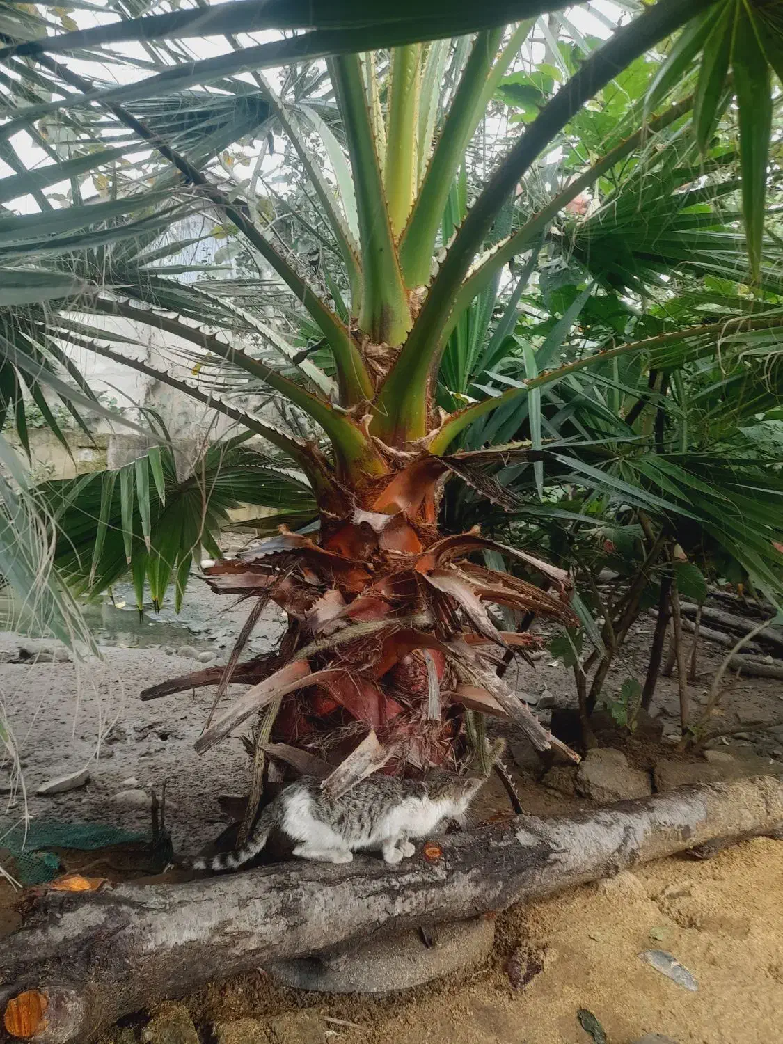 نخل زینتی پالم بادبزنی۲.۵ متری|گل و گیاه طبیعی|سیاهکل, |دیوار