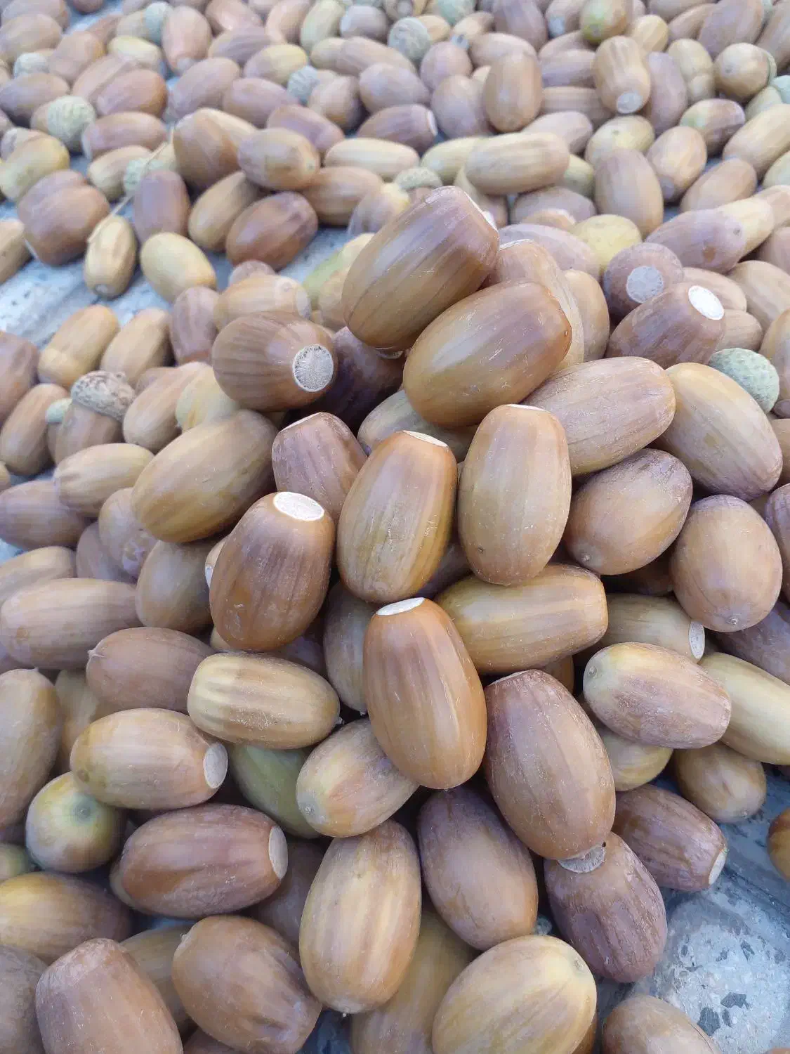 بلوط ممتاز ارگانیک|خوردنی و آشامیدنی|اسکو, |دیوار