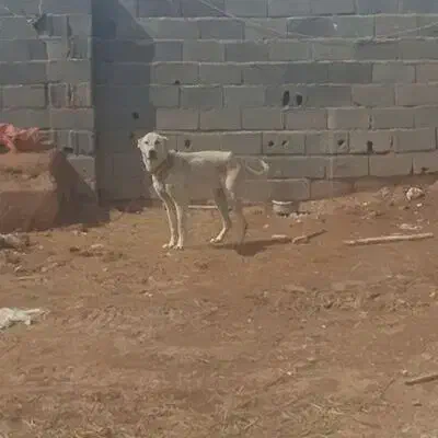 سگ از حیاط|سگ|قیدار, |دیوار