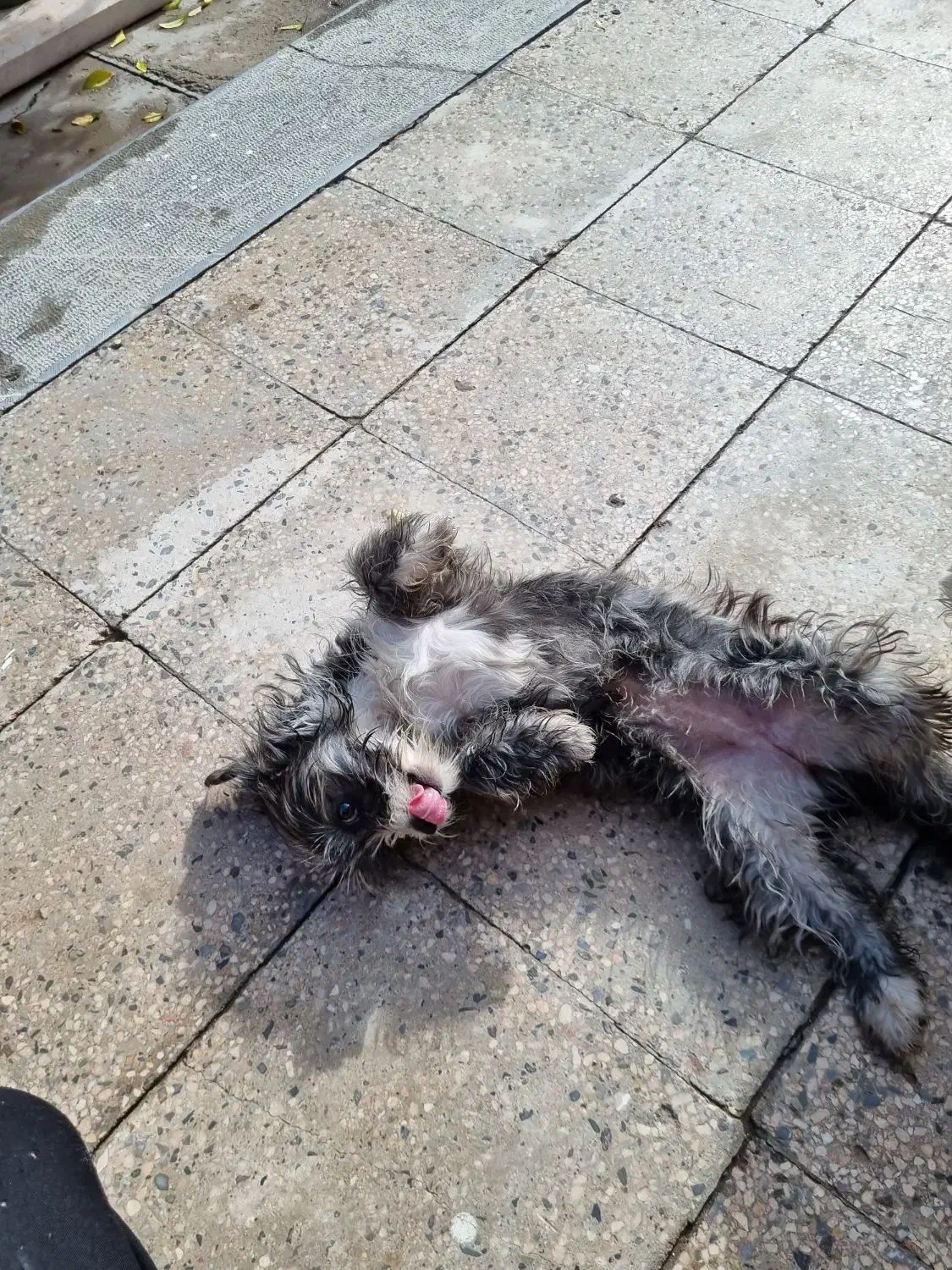 سگ شیتزو|سگ|کرمان, |دیوار