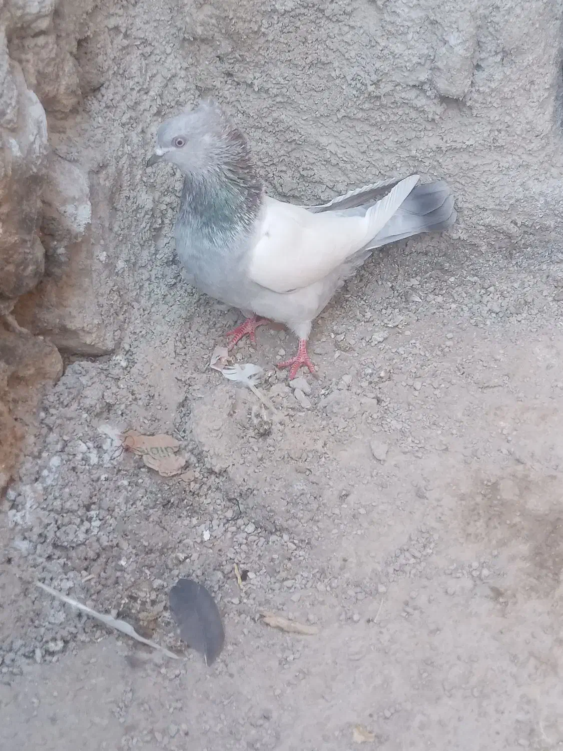 فروشی|پرنده|داراب, |دیوار