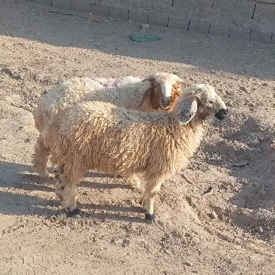 بره نر|حیوانات مزرعه|جیرفت, |دیوار