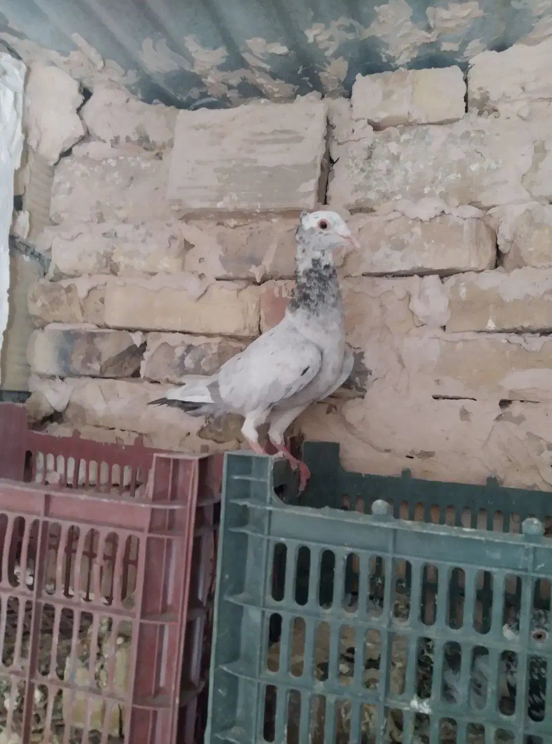 هفرنگ کاکلی|پرنده|نوده انقلاب, |دیوار