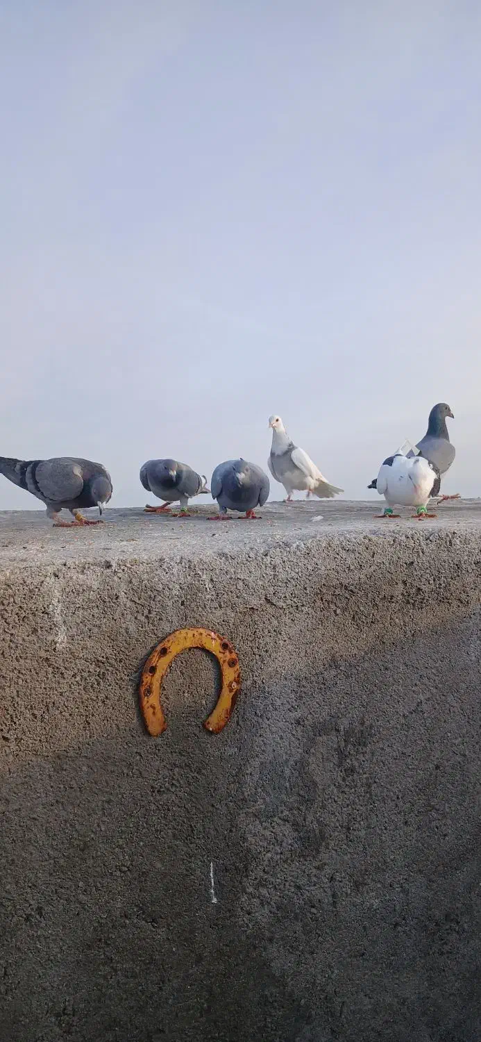 کفتر یاکبوتر|پرنده|مشهد, شهید احمدی روشن|دیوار