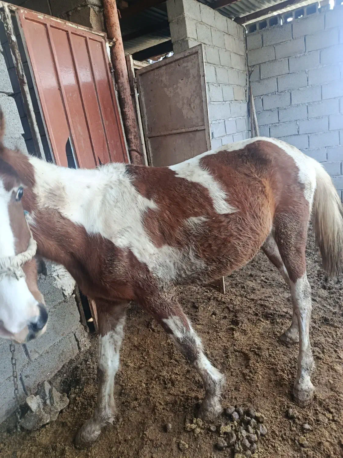 اسب|اسب و تجهیزات اسبسواری|مسجد سلیمان, |دیوار