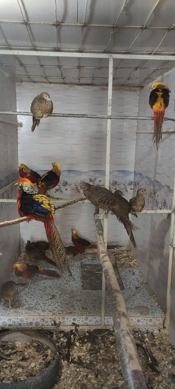 طاووس مصری و مرقاول بلژیکی|پرنده|سبزوار, صالح آباد|دیوار