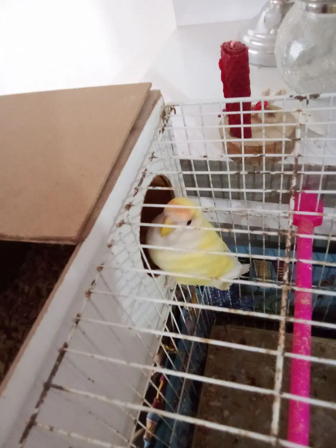 کوتوله|پرنده|نصر آباد, |دیوار