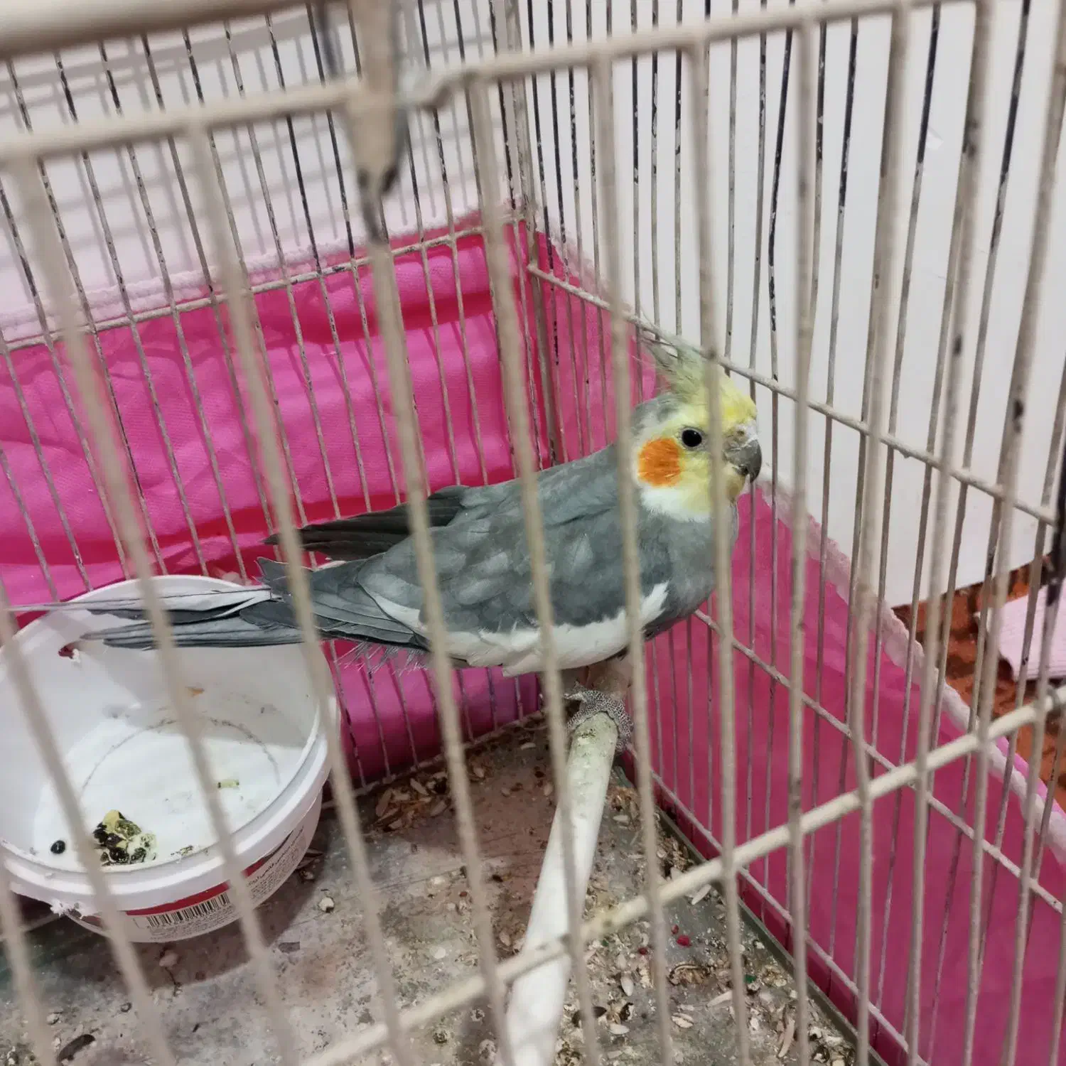 عروس هلندی|پرنده|مشکیندشت, |دیوار