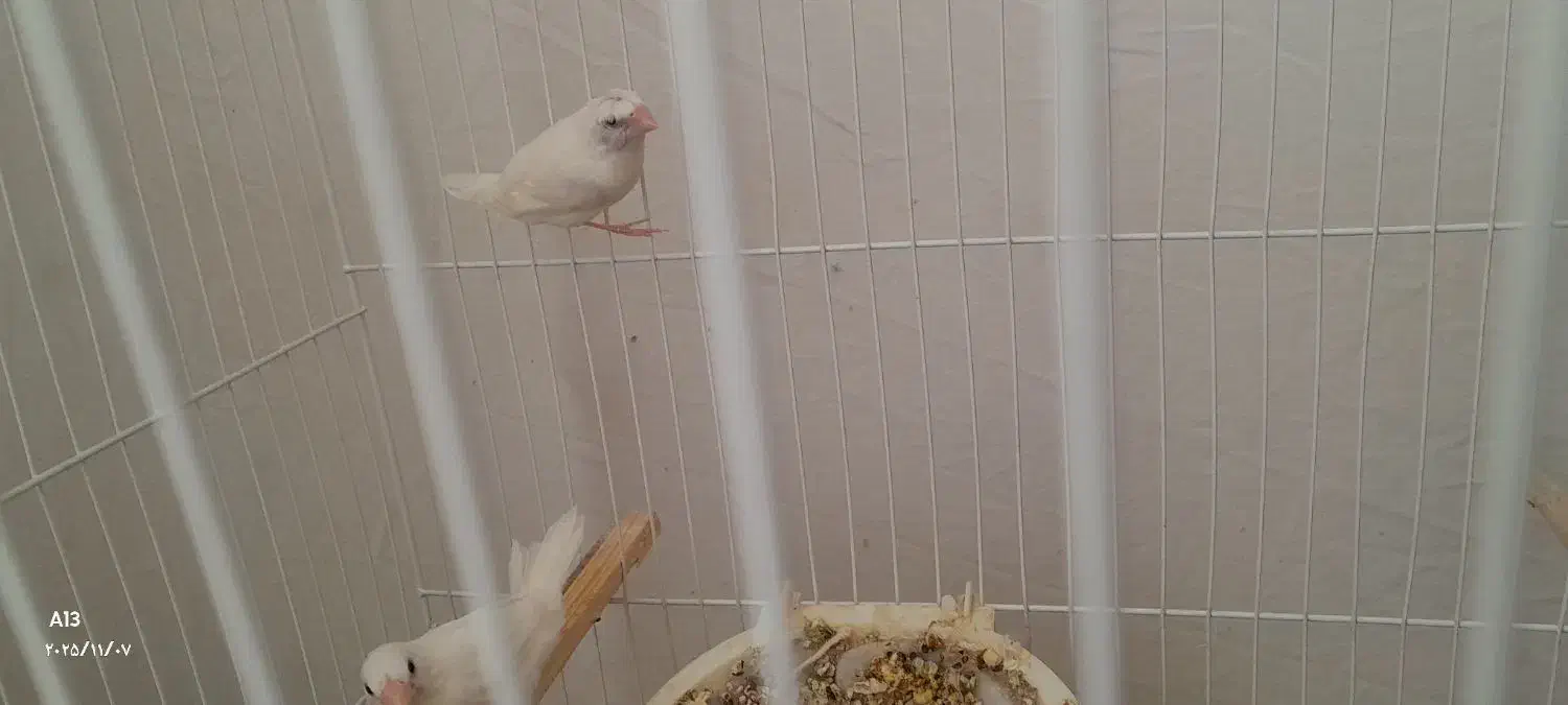 فنچ بنگالی باجوجه|پرنده|گلبهار, نوبهار|دیوار